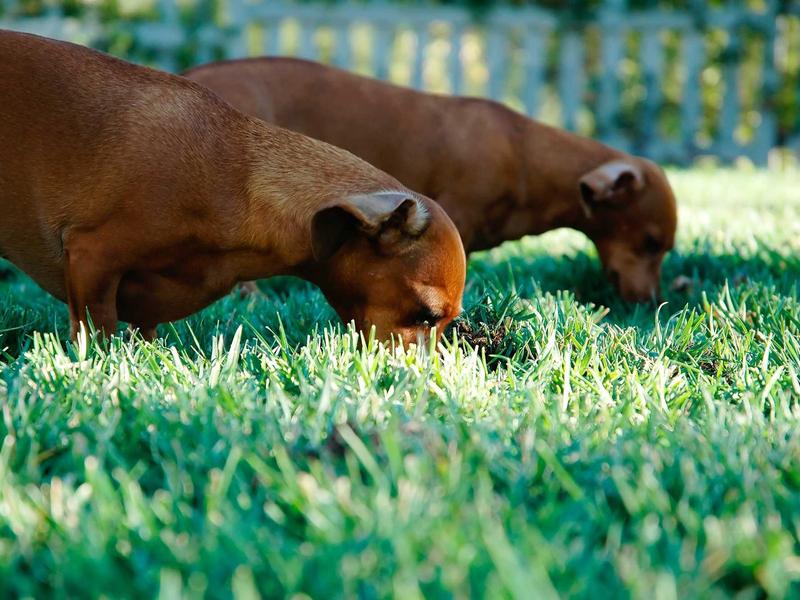 sudoku irregular boxes screenshot 1